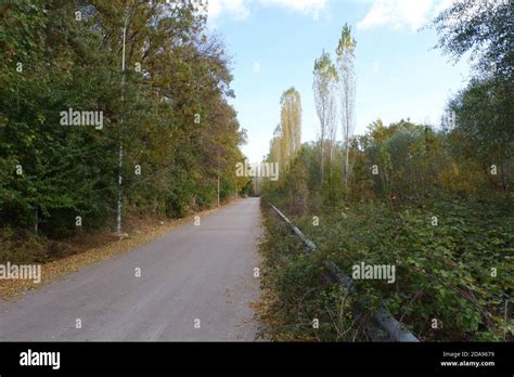 Road Within Trees In Autumn Stock Photo Alamy
