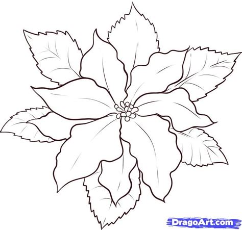 23 Easy Poinsettia Drawing Williamgillian