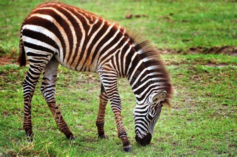 Zebras In National Park Of Tanzania Stock Photo Image Of Burchells