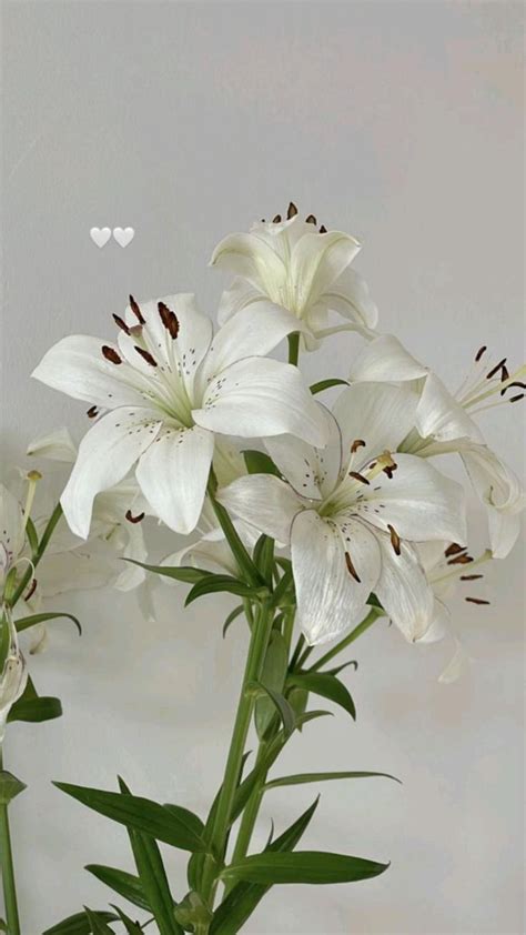 Pin By Mrslulu On ー Flowers ៹ ⑅ Boquette Flowers Flower Aesthetic