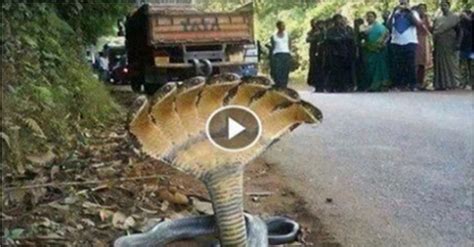 Five Headed Snake In India Video Dailymotion