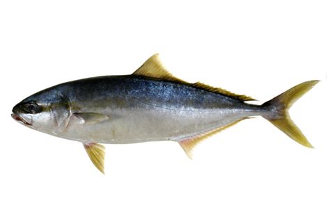 Yellowtail Kingfish Seriola Lalandi With Images Fish