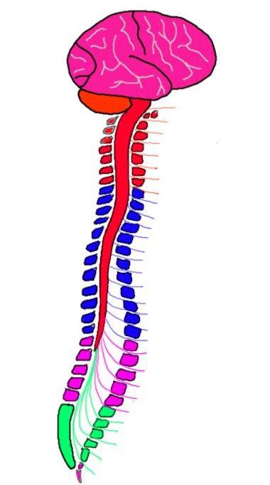 Know Your Brain Spinal Cord — Neuroscientifically Challenged
