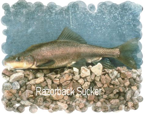 Arizonas Fish Species Anglers United