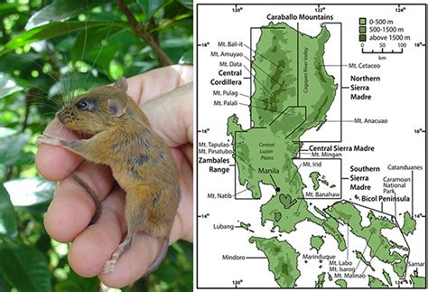 Luzon Has The Worlds Greatest Concentration Of Unique Mammal Species