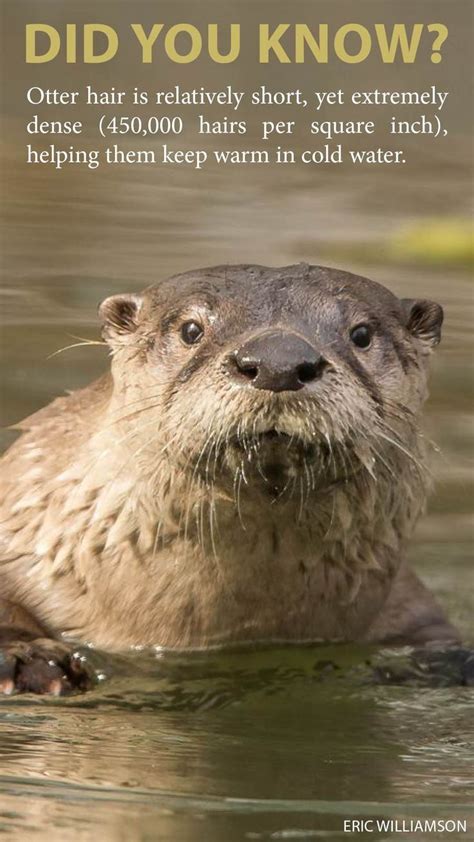 5 Cool Things You Might Not Know About Otters Otters Baby Sea Otters
