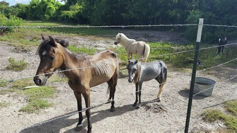 More Than 80 Miniature Horses Ponies Rescued From Property Near Baytown