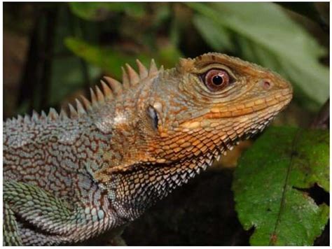 New Dragon Like Lizard Species Discovered In The Tropical Andes