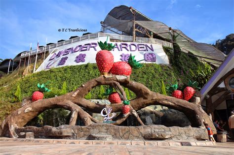 J C Travelicious Lavender Garden Cameron Highlands Pahang