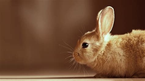 rabbit desktop wallpapers top free rabbit desktop backgrounds wallpaperaccess