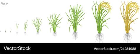 Growth Stages Of Rice Plant The Life Cycle Rice Vector Image
