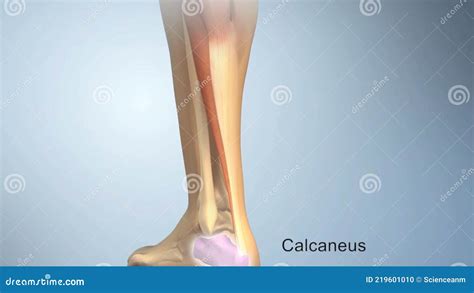 Achilles Tendon Stock Illustration Illustration Of Chiropractor