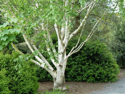 Birch Trees 5 Favorites To Plant In A Landscape Gardenista