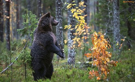 Zdjęcie: Niedźwiedź brunatny, Drzewa, Stojący, Las
