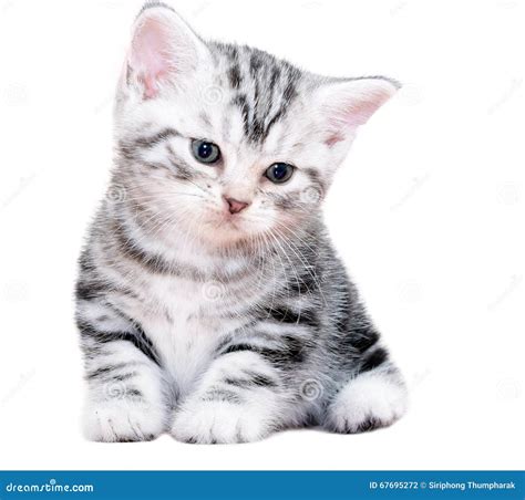 Cute American Shorthair Cat Kitten Stock Photo Image Of Question