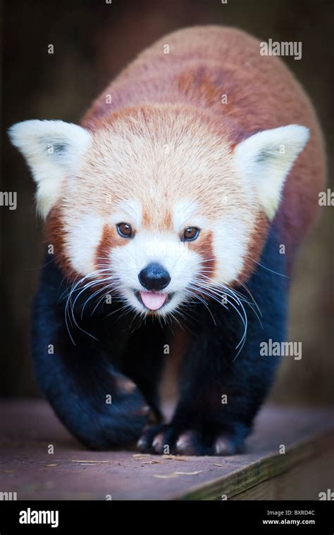 A Red Panda Walking With Tongue Hanging Out Stock Photo Alamy