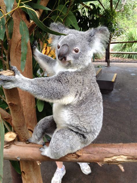 Koala Facts The Roaming Rouse