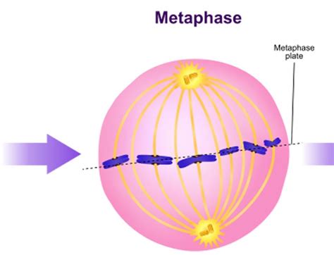 What Is Mitosis Phasesstages Of Mitosis Cell Division