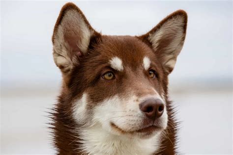 Brown Husky All About This Gorgeous Siberian Husky Color