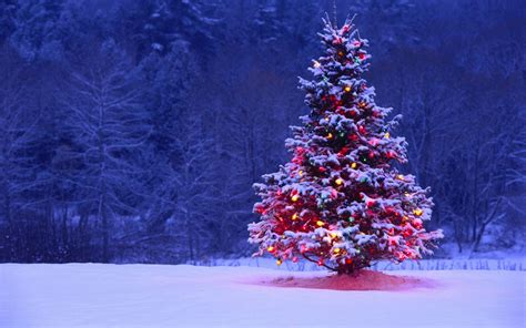 Beautiful Christmas Tree Images Free Download Christmas Picture Gallery