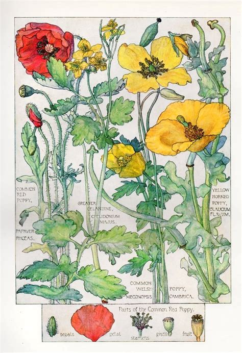 Red Poppy Wild Flower Botanical Print By Isabel Adams Antique Print