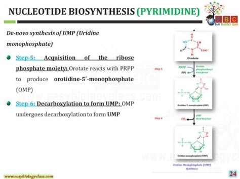 Nucleotide Synthesis De Novo And Salvage Pathways Of Purine And Pyrimi