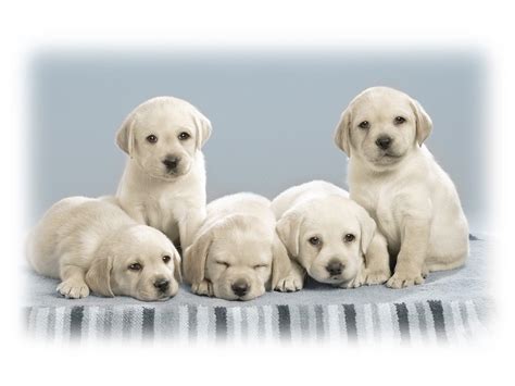 Cute Puppies Wallpapers Hd Wallpapers Id 4993