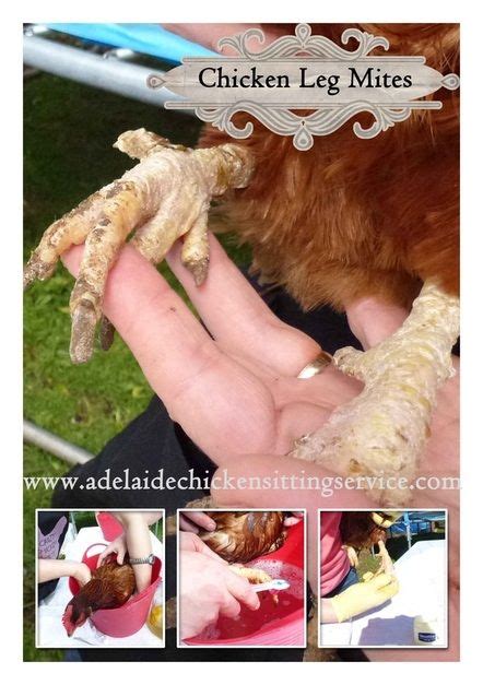How To Get Rid Of Scaly Leg Mites My Animals Chicken Raising