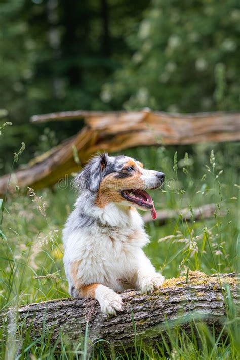 Dog Australian Shepherd Blue Merle Waiting On Tree Trunk On German