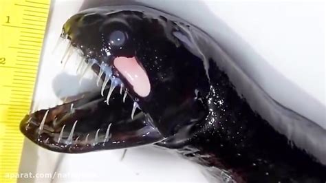 ترسناک ترین ماهی جهان