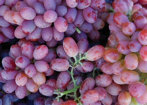 Juicy Grapes Free Stock Photo Public Domain Pictures