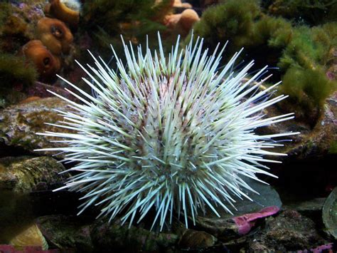Spikey Spikey Sea Urchin By Crow2dawn On Deviantart