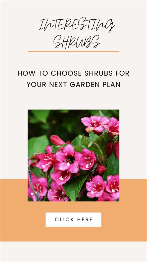 Choosing Shrubs For Your Landscape Shrubs Garden Planning Next Garden