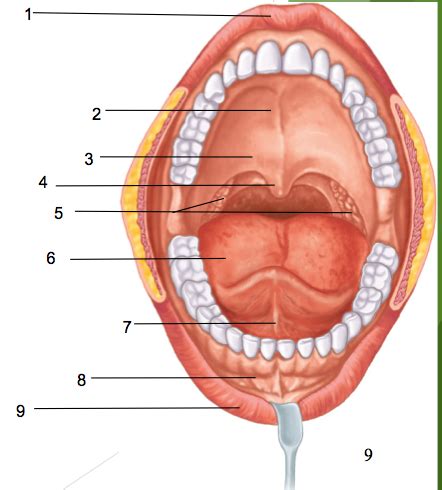 If you're struggling, don't be hard on yourself. Oral Cavity Diagram Unlabeled