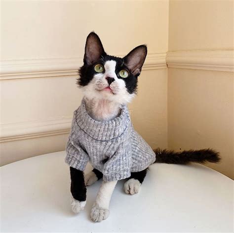 Cat In British Suit Cat In Suit Cat Suits For Cats Sphynx Cat In Suit