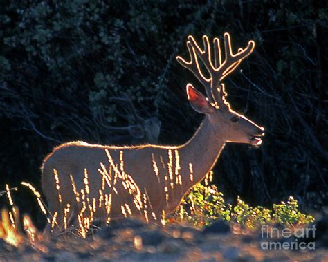 Backlit Mule Deer Photograph By Robert Chaponot Fine Art America
