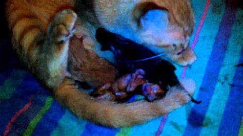 Cat Giving Birth Kitten 3 Youtube