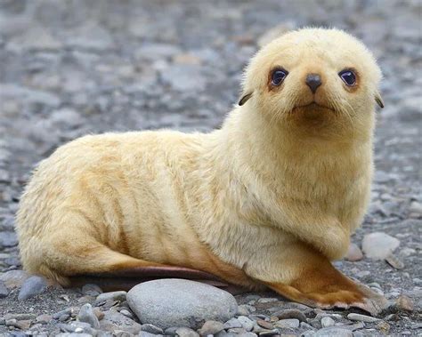 About One In 1000 Fur Seals Are Born Pale Blonde Seal Pup Fur Seal