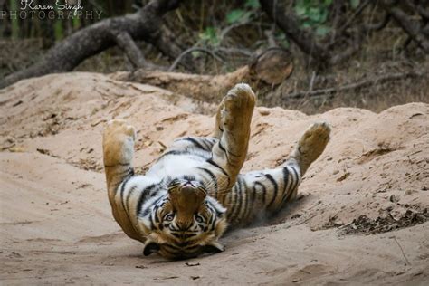 Tigers Sleep For How Many Hours Tiger Sleeping Habits