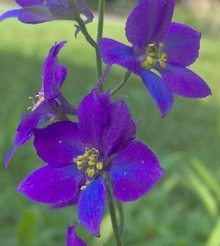 For more information on birth flowers, their meanings and their histories. larkspur | July birth flowers is Larkspur | Birth flowers ...