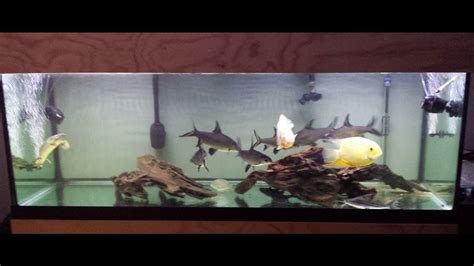 If you feel betrayed and tired of continuously hearing fake and phony promises from harsh herbal teas and … 180 Gallon Aquarium Update with Bala Sharks, Oscar