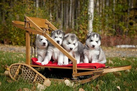 Pure Bred Siberian Husky Puppies In Small Wooden Dog Sled Alaska