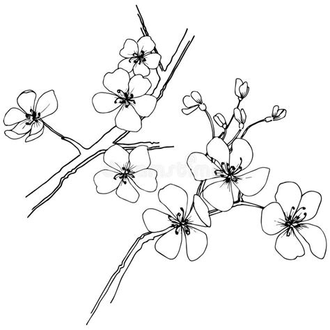 Sakura In A Vector Style Isolated Stock Vector Illustration Of