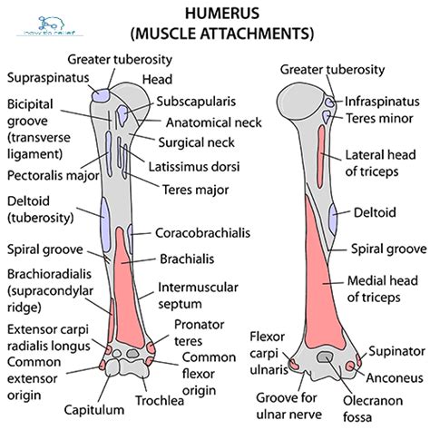 Humerus Anatomy Bony Landmarks And Muscle Attachment Upper Limb