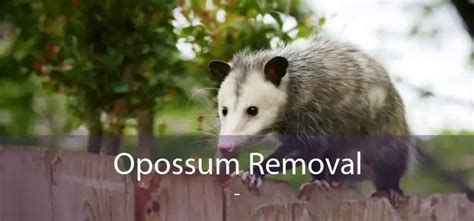 Opossum Removal Animal Control Opossum Removal
