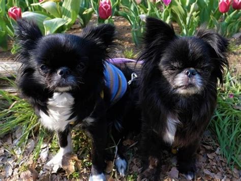 34 Classic Chihuahua Mixes The Best Chi Hybrids