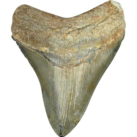 Huge 45 Inch Megalodon Shark Tooth Fossil Serrated Natural Sold On