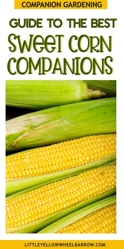 The Best Corn Companion Plants A Gardeners Guide