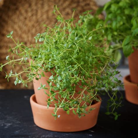 10 Best Herbs To Grow Indoors And How To Grow Them