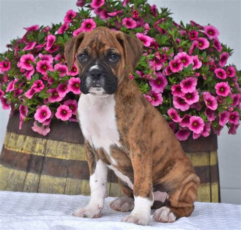 Available puppies at petland strongsville. Puppies for Sale | Boxer puppies, Lancaster puppies, Dog ...